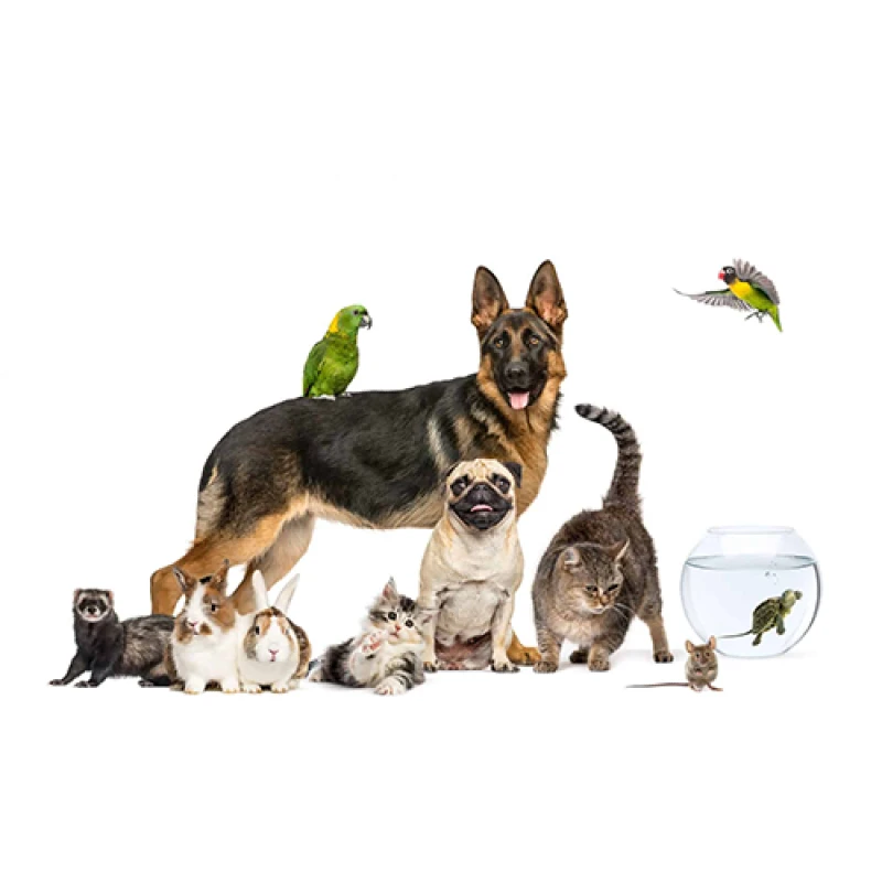 حيوانات للبيع 