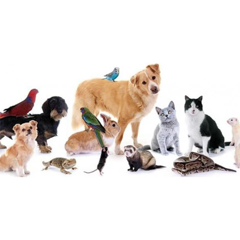 مزاد حيوانات