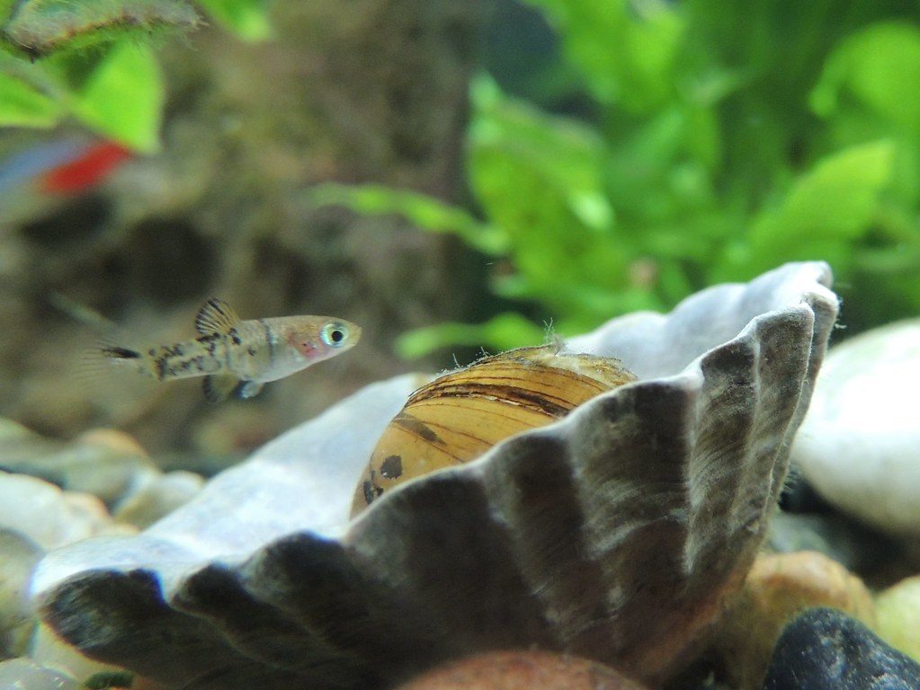 Complete 120 L Aquarium with Fish